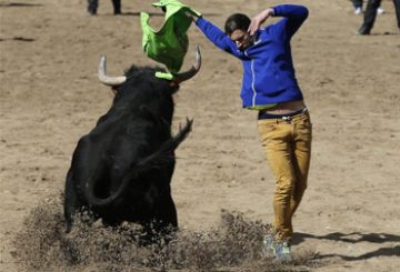 Bullfighting without matadors in northern Spain