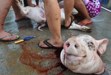 The killing of a Vietnamese pig