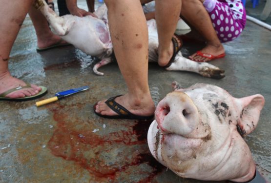 The killing of a Vietnamese pig