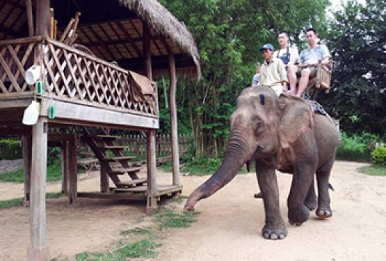 Laos faces the unknown as elephants walk from logging into tourism