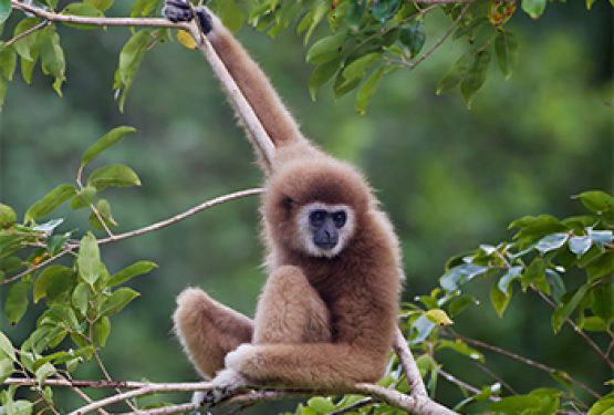 Gibbon take: The high flyers of Laos