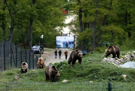 How much can Romania bear? Killing bears is back on the cards